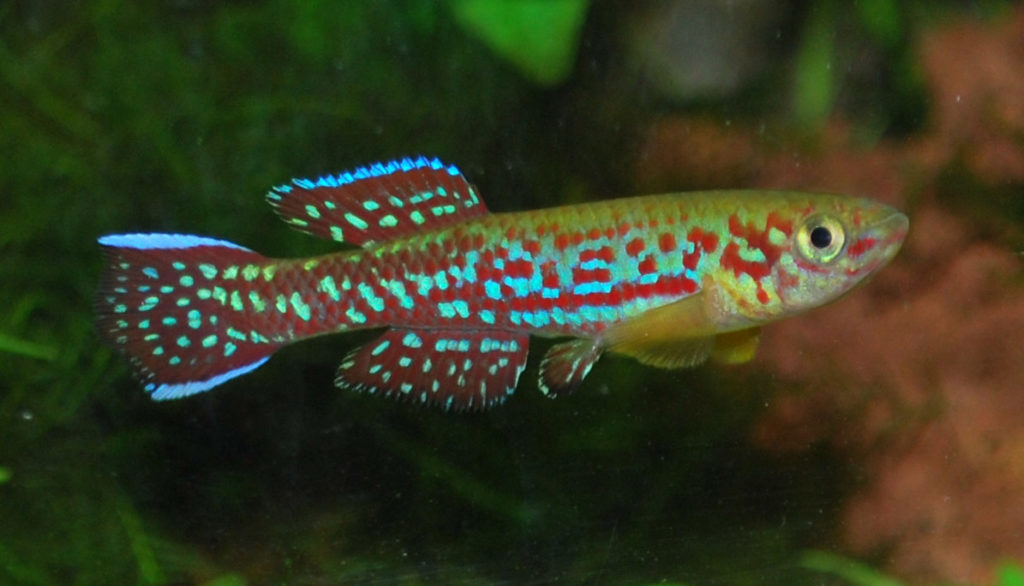 Fundulopanchax mirabilis mirabilis „Mbio“