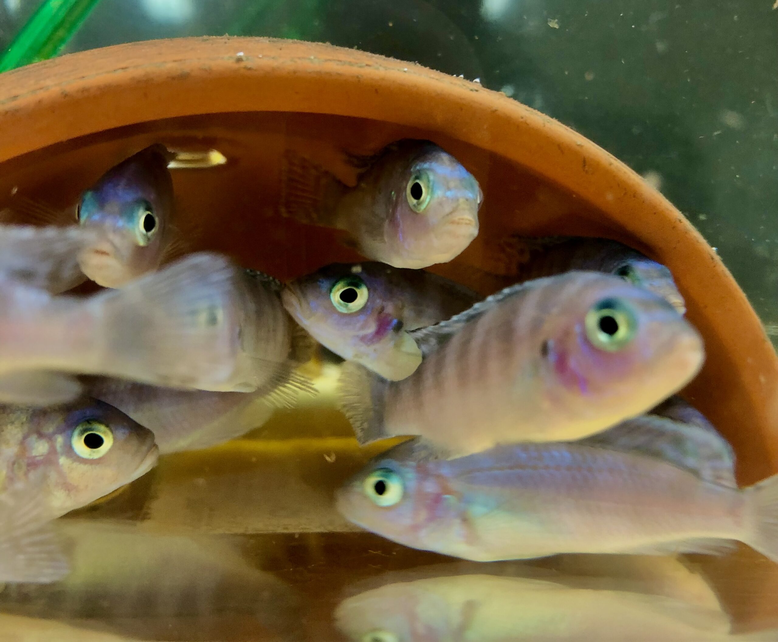 Aquiarienfische unter einem halben Blumentopf im Wasser