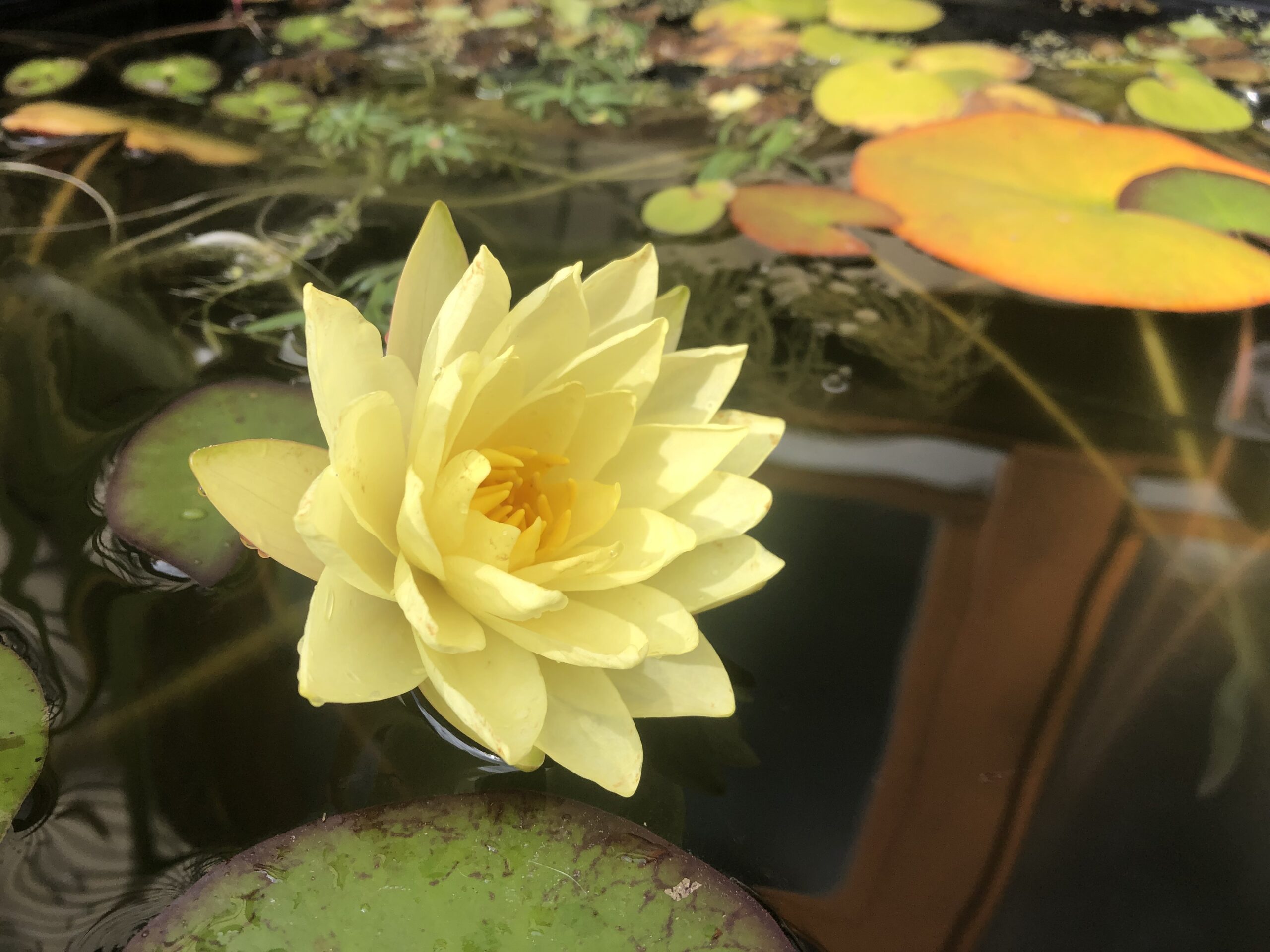 gelbe Seerosenblüte in einem Teich